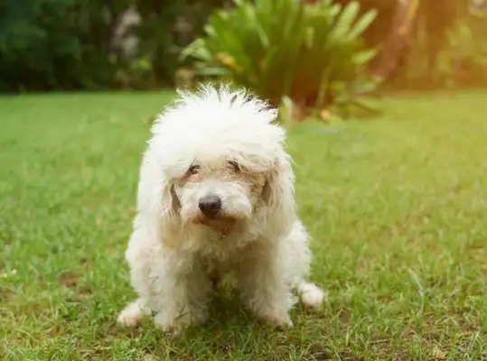 Why do dogs scratch their butts? For 30 million reasons, don't ignore it