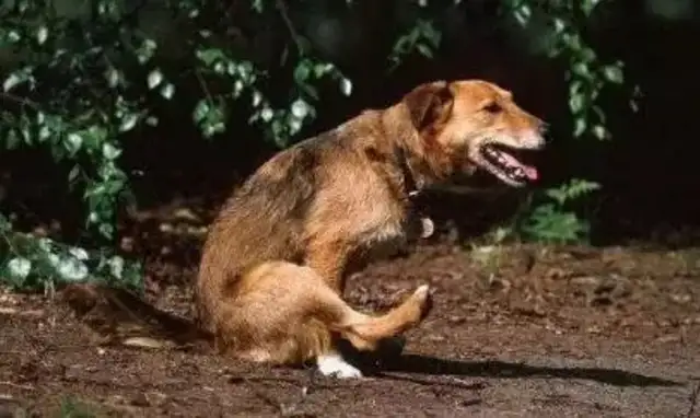 Why do dogs scratch their butts? For 30 million reasons, don't ignore it