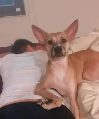 I invited the wolf into the house. The hostess complained that the dog hadn't slept with her husband in the next two years