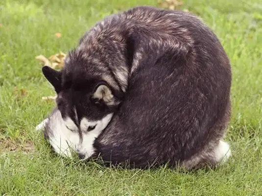 Why do dogs scratch their butts? For 30 million reasons, don't ignore it