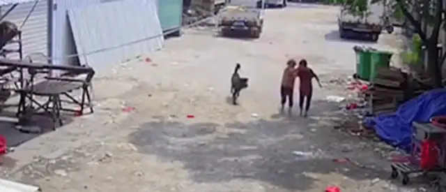 The 72-year-old lady had been bitten by two of her dogs
