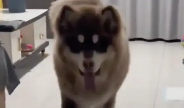 She went to her boyfriend's house to steal a dog