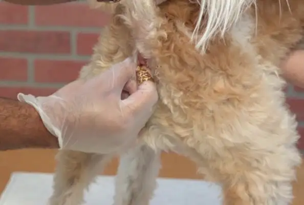 Why do dogs scratch their butts? For 30 million reasons, don't ignore it