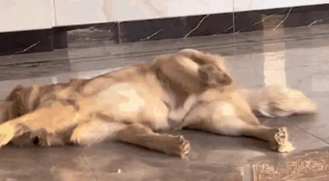 She went to her boyfriend's house to steal a dog