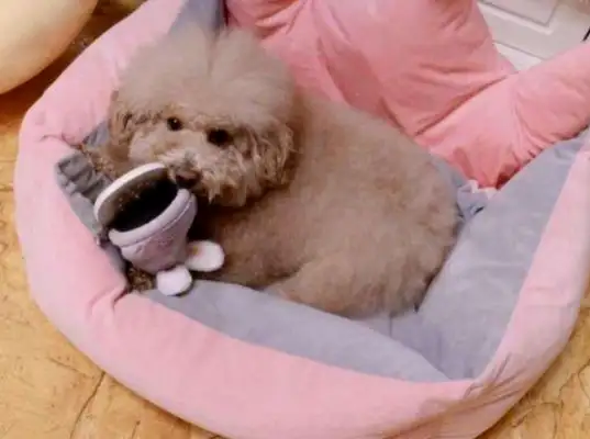 The dog sleeps in the tow, and the owner will mention it