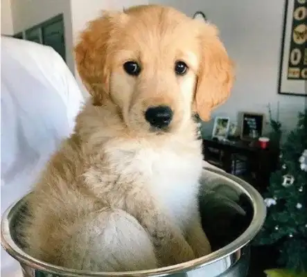 The master has gold hair in his soup pan, the dog is in a panic