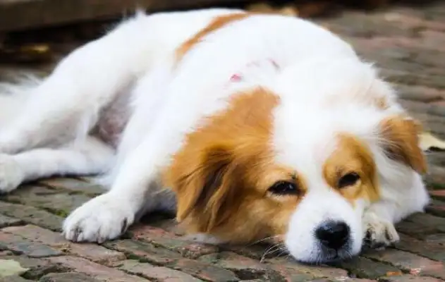 What's wrong with a dog with a red belly