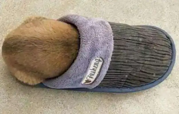 The dog sleeps in the tow, and the owner will mention it