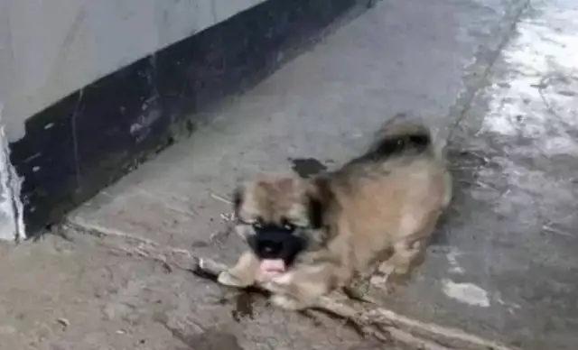 The girl rescues the stray dog, and in return, the dog escorts her home every night