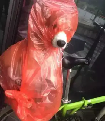 The owner put the dog downstairs to avoid the rain