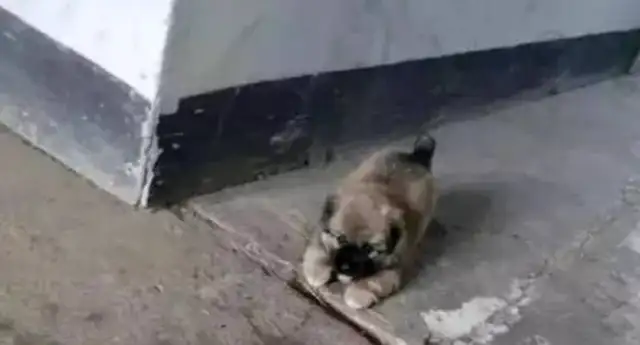 The girl rescues the stray dog, and in return, the dog escorts her home every night