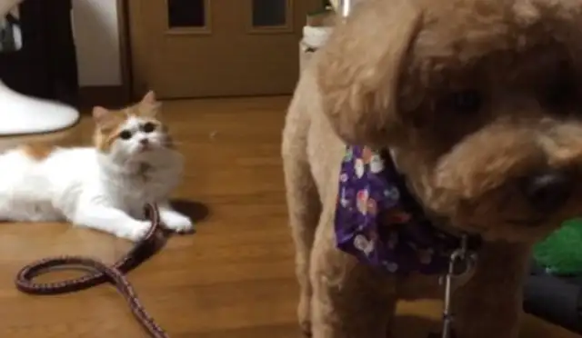 I can't believe my cat friend doesn't recognize him