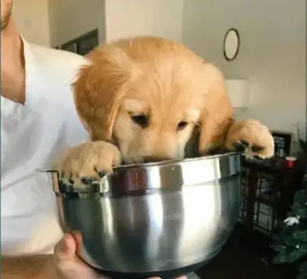 The master has gold hair in his soup pan, the dog is in a panic