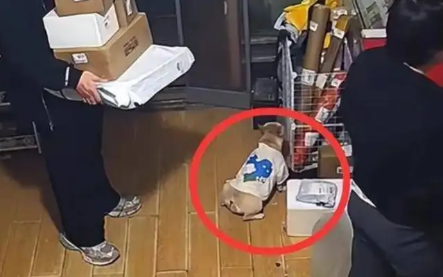 "It's my family!" The pet dog peed in the store, the dog owner beat up the store, and he got excited
