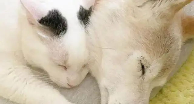 A 16-year-old firewood dog is about to die, and the cat is always with him, and the reactions are so teary