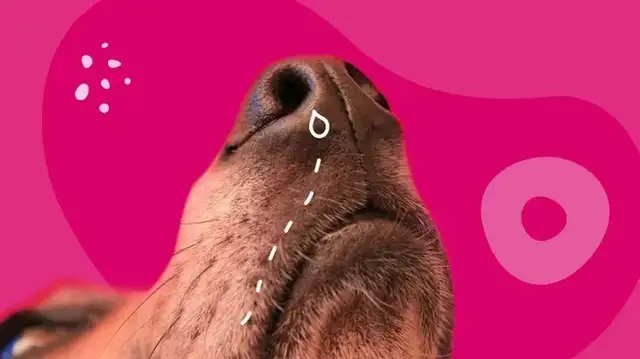 Why is my dog bleeding? 8 Possible Reasons