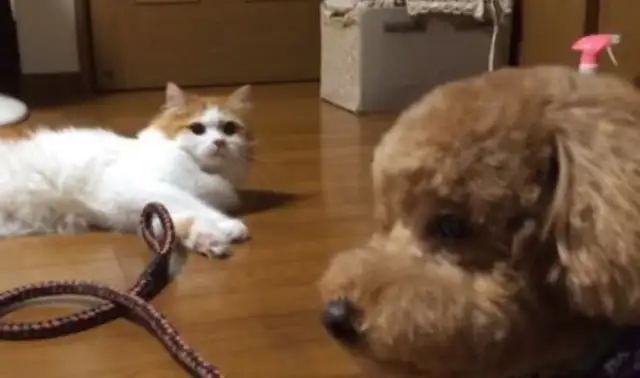 I can't believe my cat friend doesn't recognize him