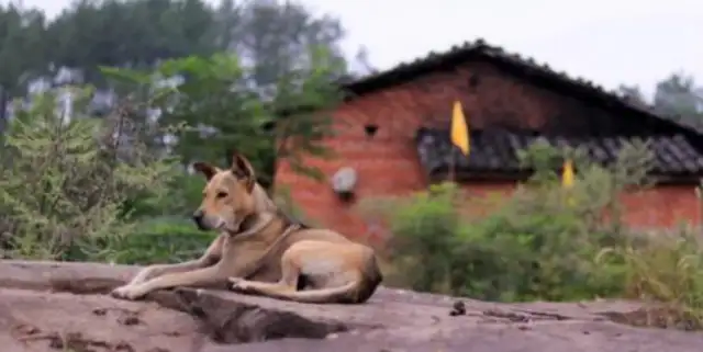 Dogs with little girls grow up not just on pillows or boards, but as close partners
