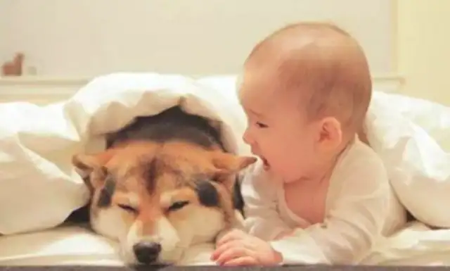 Let the baby and the dog stand alone in the house. It's too warm