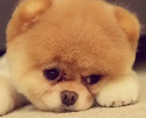 The neighbor's Bomi and his dog died