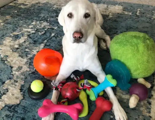 How can a dog love a toy