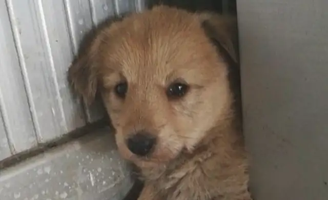 The stray dog sneaked into the house while the door was closed