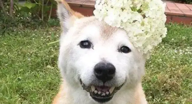 A 16-year-old firewood dog is about to die, and the cat is always with him, and the reactions are so teary