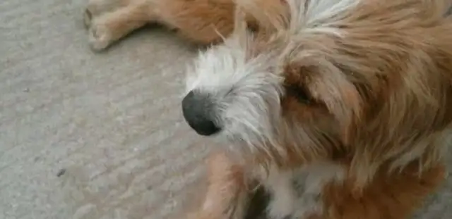 I met a stray dog on the street, and my daughter was very upset and begged me to adopt this dog!