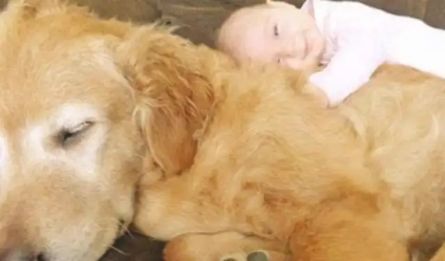 Let the baby and the dog stand alone in the house. It's too warm