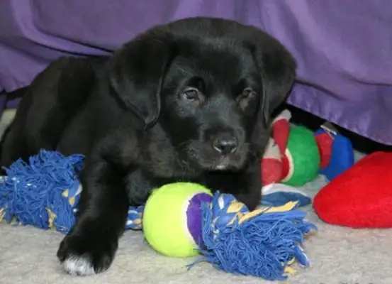 How can a dog love a toy