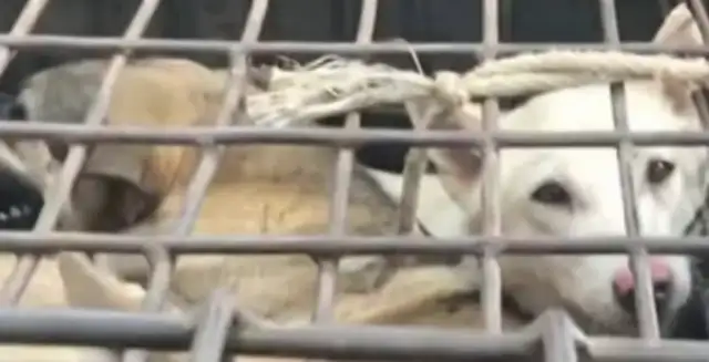 Dog lovers work together to save 13 pet dogs from the newborn