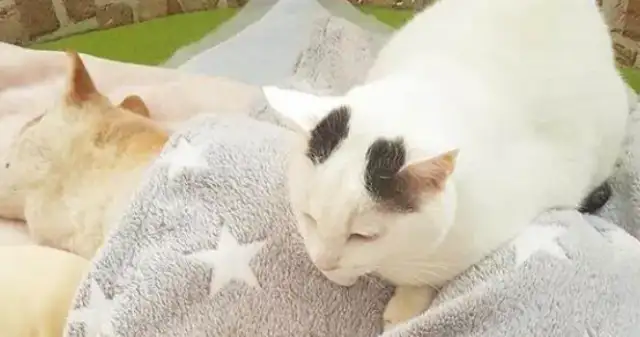 A 16-year-old firewood dog is about to die, and the cat is always with him, and the reactions are so teary