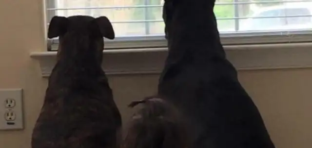 Dogs with little girls grow up not just on pillows or boards, but as close partners