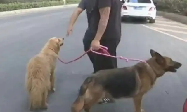Dog lovers work together to save 13 pet dogs from the newborn