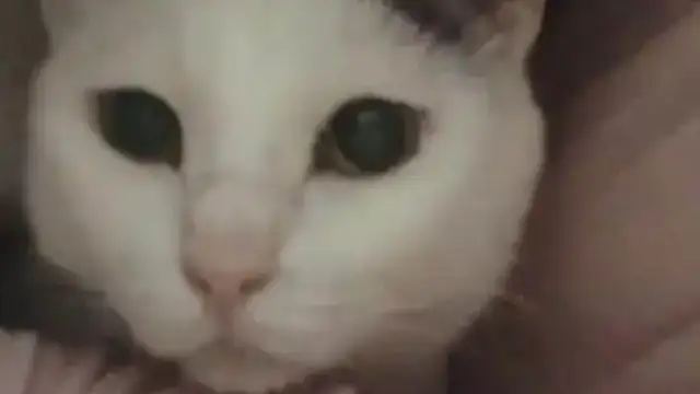 A 16-year-old firewood dog is about to die, and the cat is always with him, and the reactions are so teary