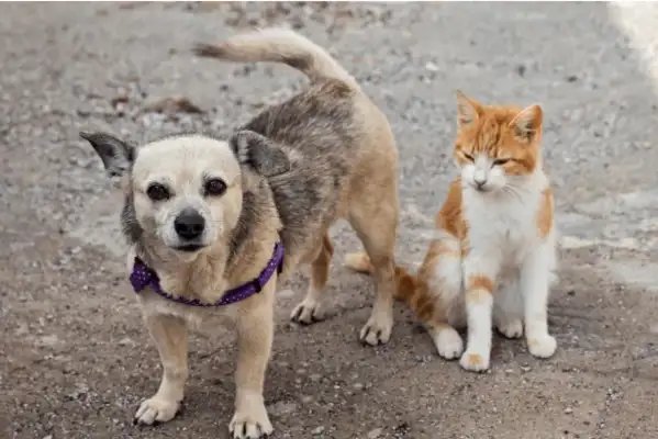 Every abandoned cat and dog is waiting in despair and fear