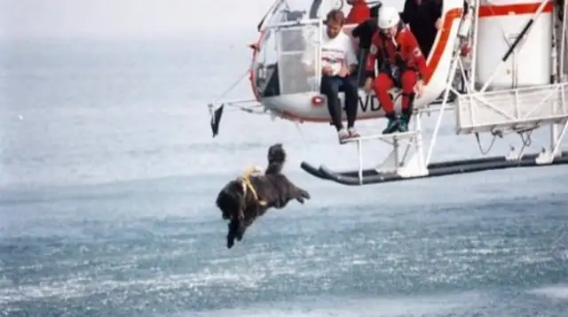 Newfoundland dogs have been trained as search dogs at sea to help the Coast Guard conduct rescue operations on water