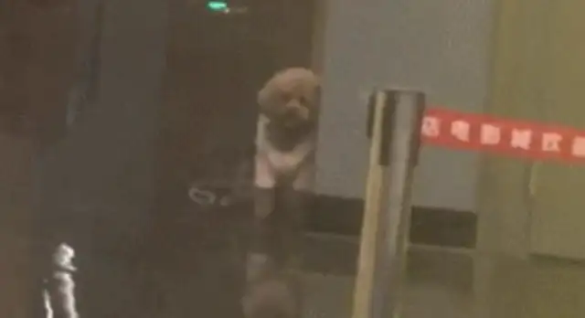 The master tied the dog to the front door of the cinema and went to the movies himself