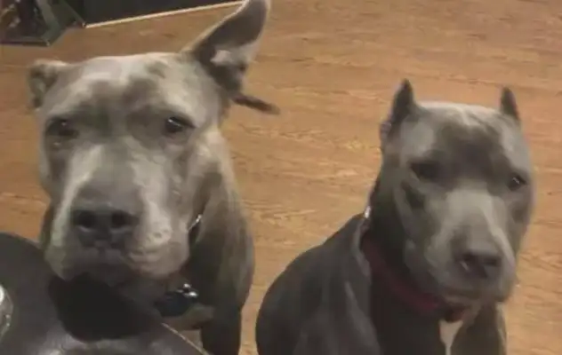 The master was robbed and two of the deposed bit dogs were taken out