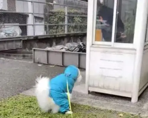 The owner of the dog was embarrassed! The dog's clothes were mistaken for the lingerie