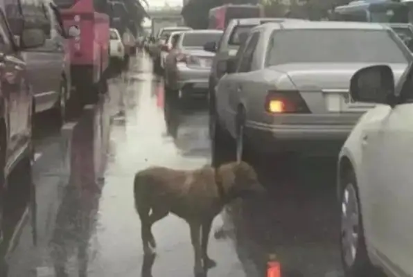 Every abandoned cat and dog is waiting in despair and fear
