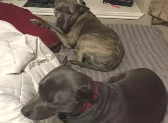 The master was robbed and two of the deposed bit dogs were taken out