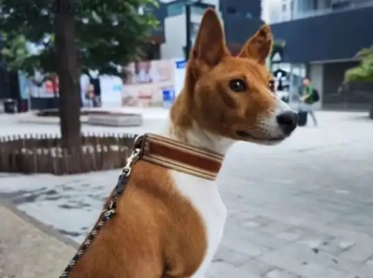 The owner of the dog was embarrassed! The dog's clothes were mistaken for the lingerie
