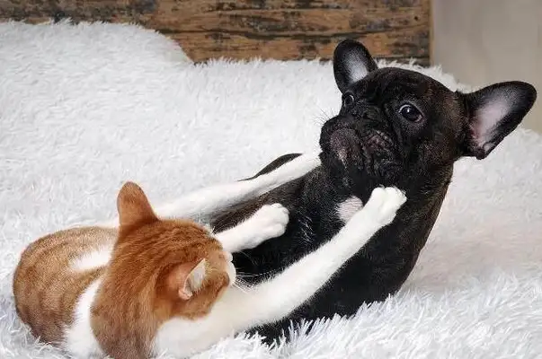 Why does Cats and Dogs always win? Netizen: 'Cause dogs win, cats die