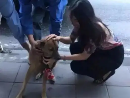 Every abandoned cat and dog is waiting in despair and fear