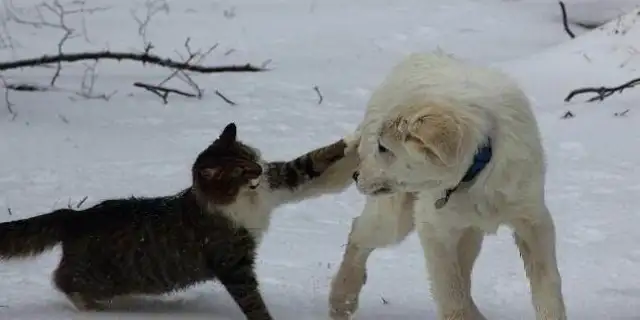 Why does Cats and Dogs always win? Netizen: 'Cause dogs win, cats die