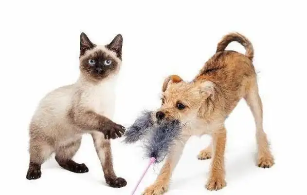 Why does Cats and Dogs always win? Netizen: 'Cause dogs win, cats die
