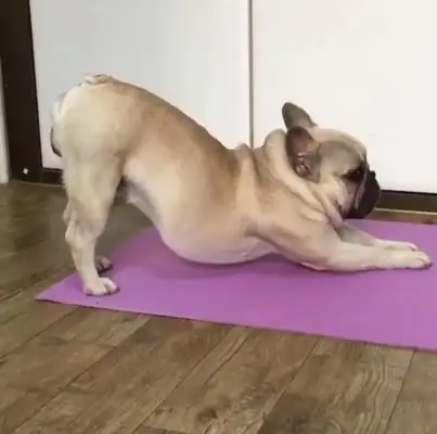 Every time he practices yoga, he carries a dog, and he sees it all day