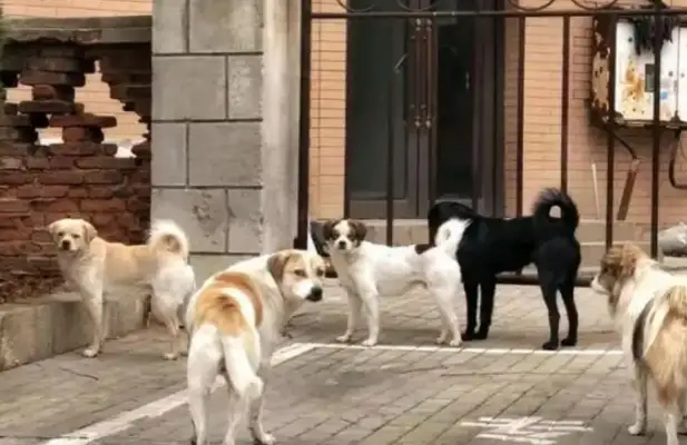It's a mess. The stray dog bit the girl. The guard's dead