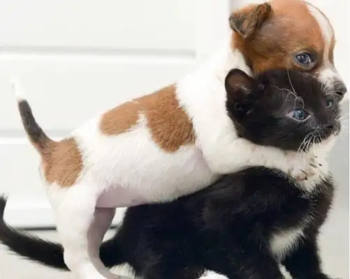 Why does Cats and Dogs always win? Netizen: 'Cause dogs win, cats die